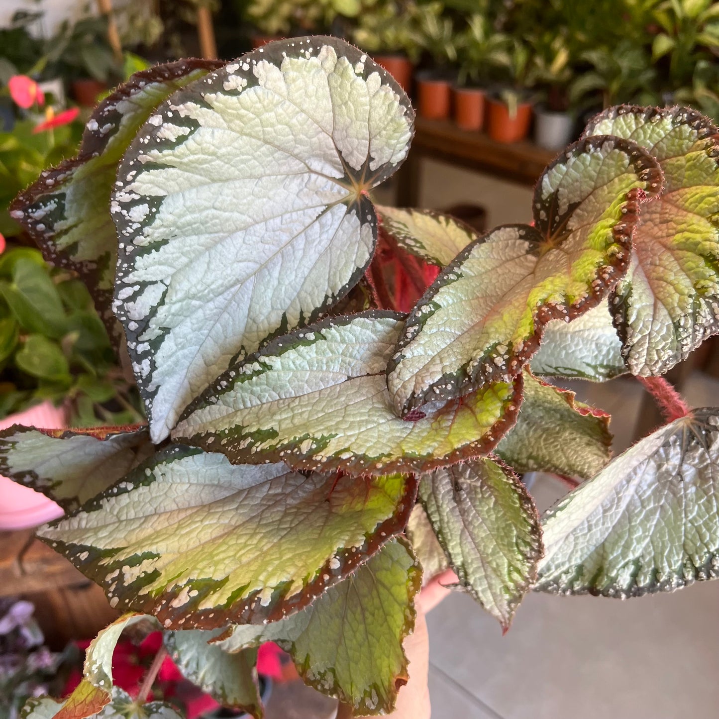 Begonia Rex