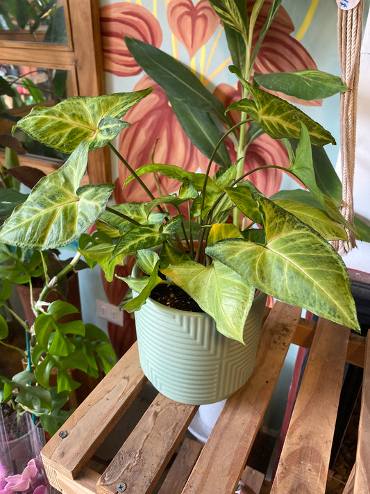 Singonio Podophyllum M