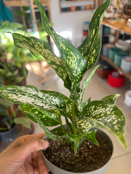 Aglaonema Perdiz