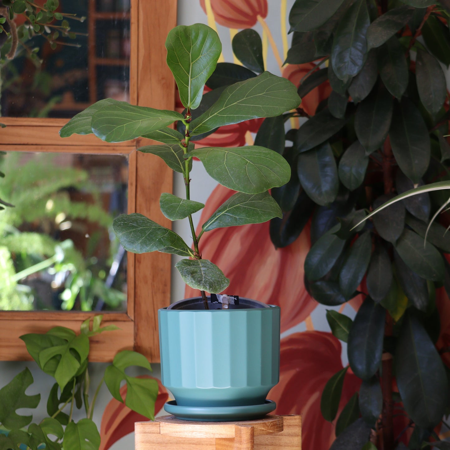 Ficus Lyrata Bambino