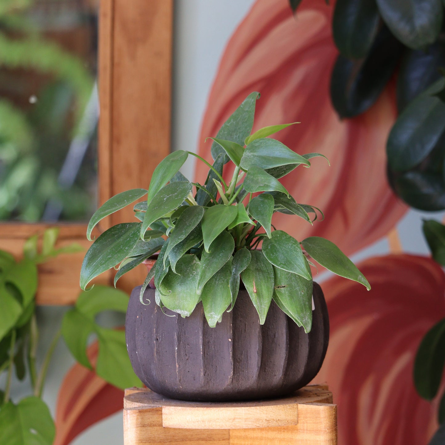 Filodendro Cordatum Frilly Philly M