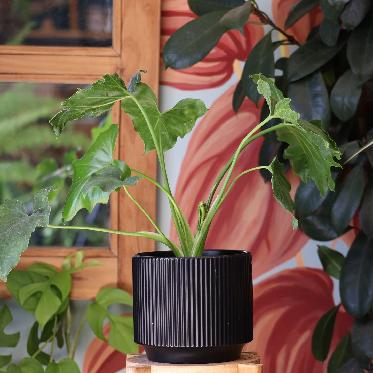 Filodendro Paraguayo