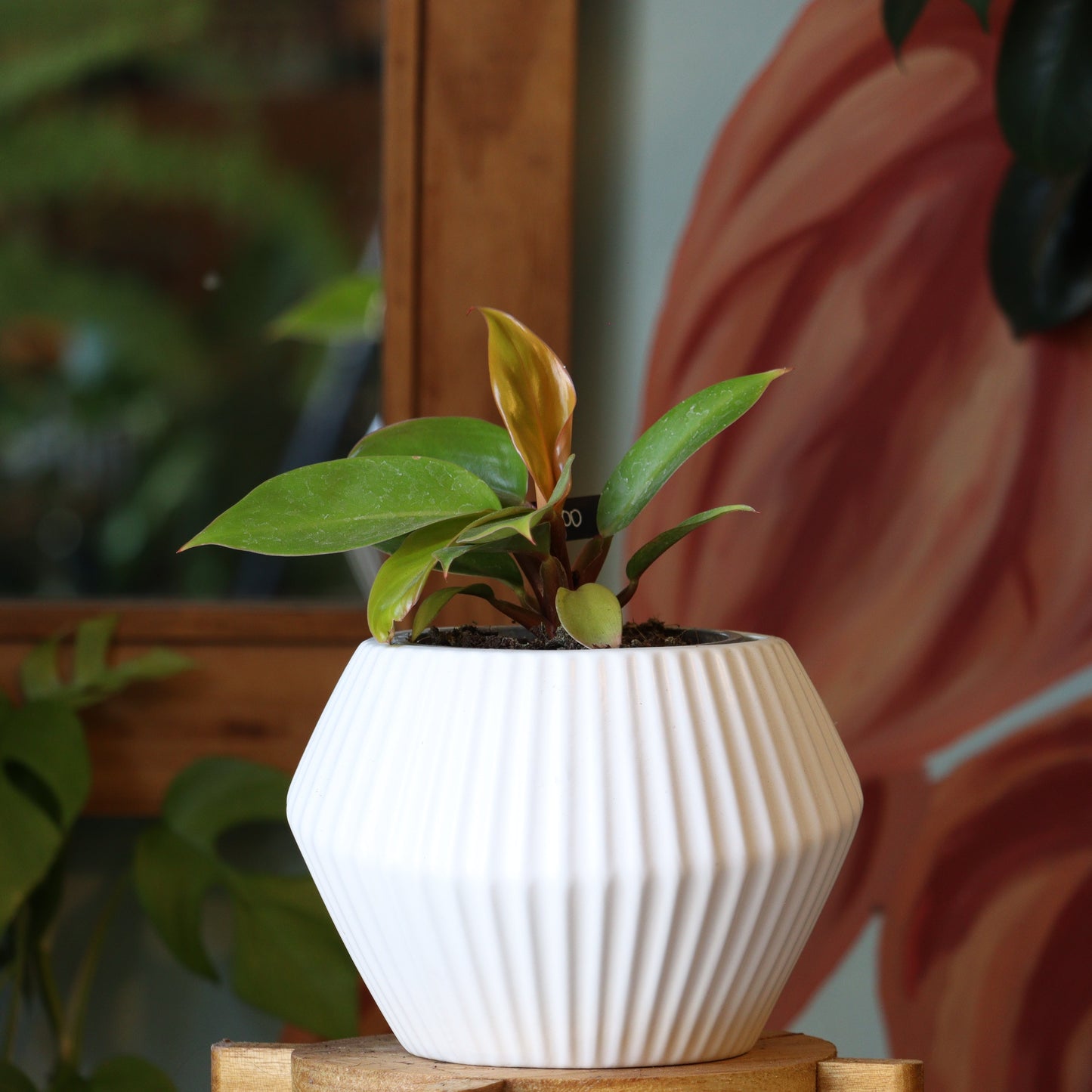 Filodendro Princes Orange