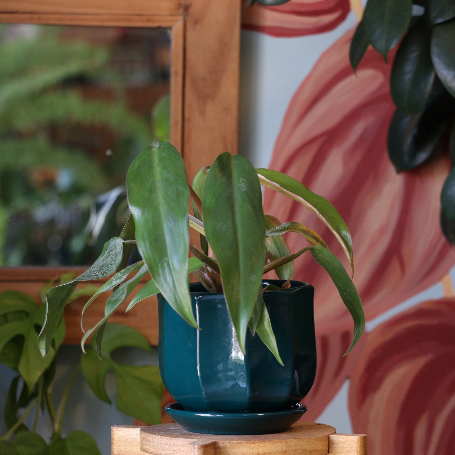 Filodendro Red Emerald M