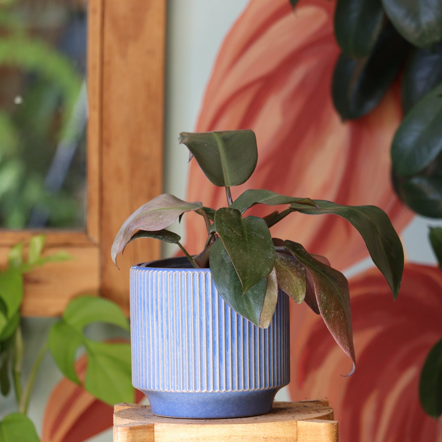 Filodendro Cardinal Black S