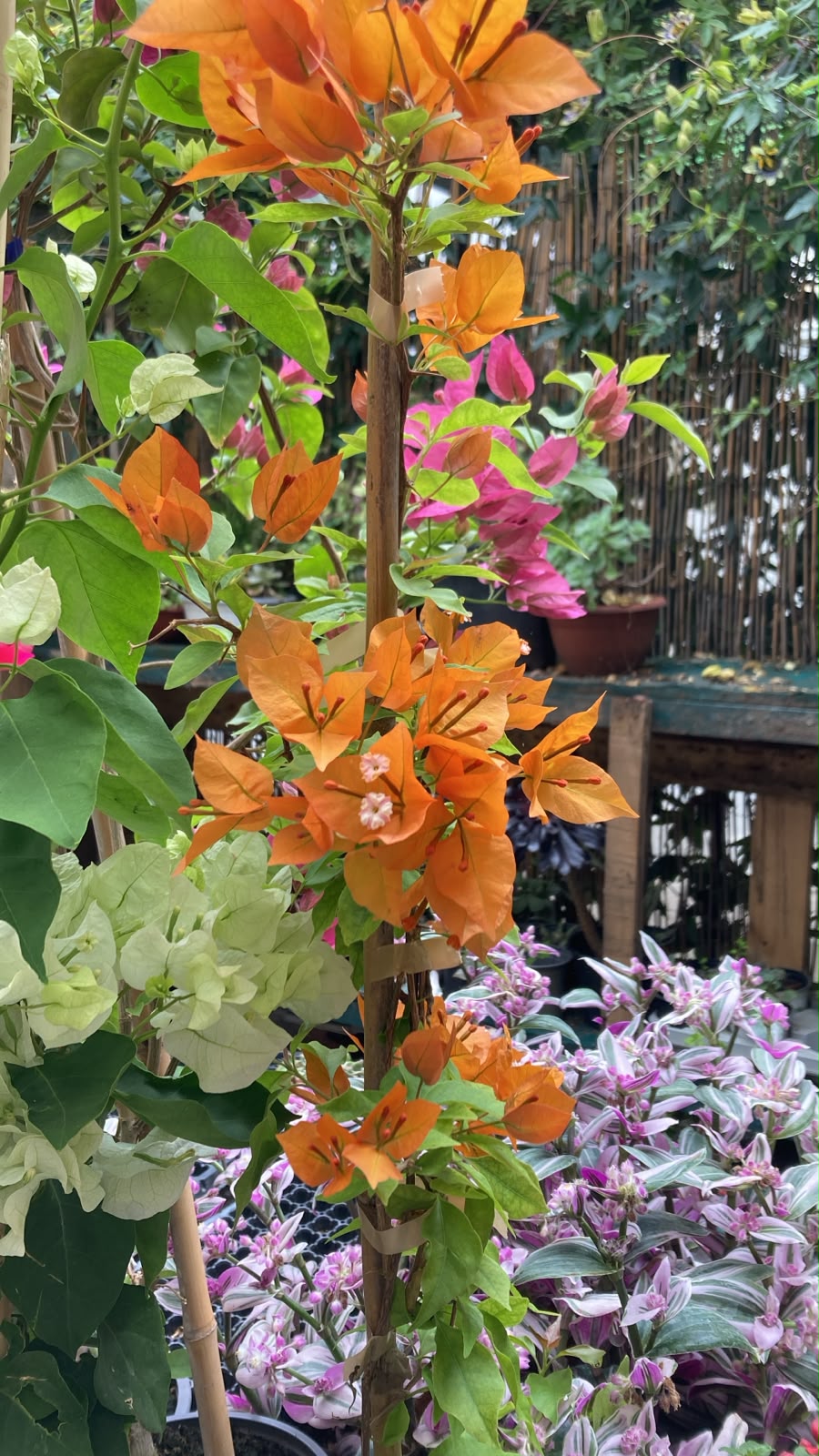 Buganvillea