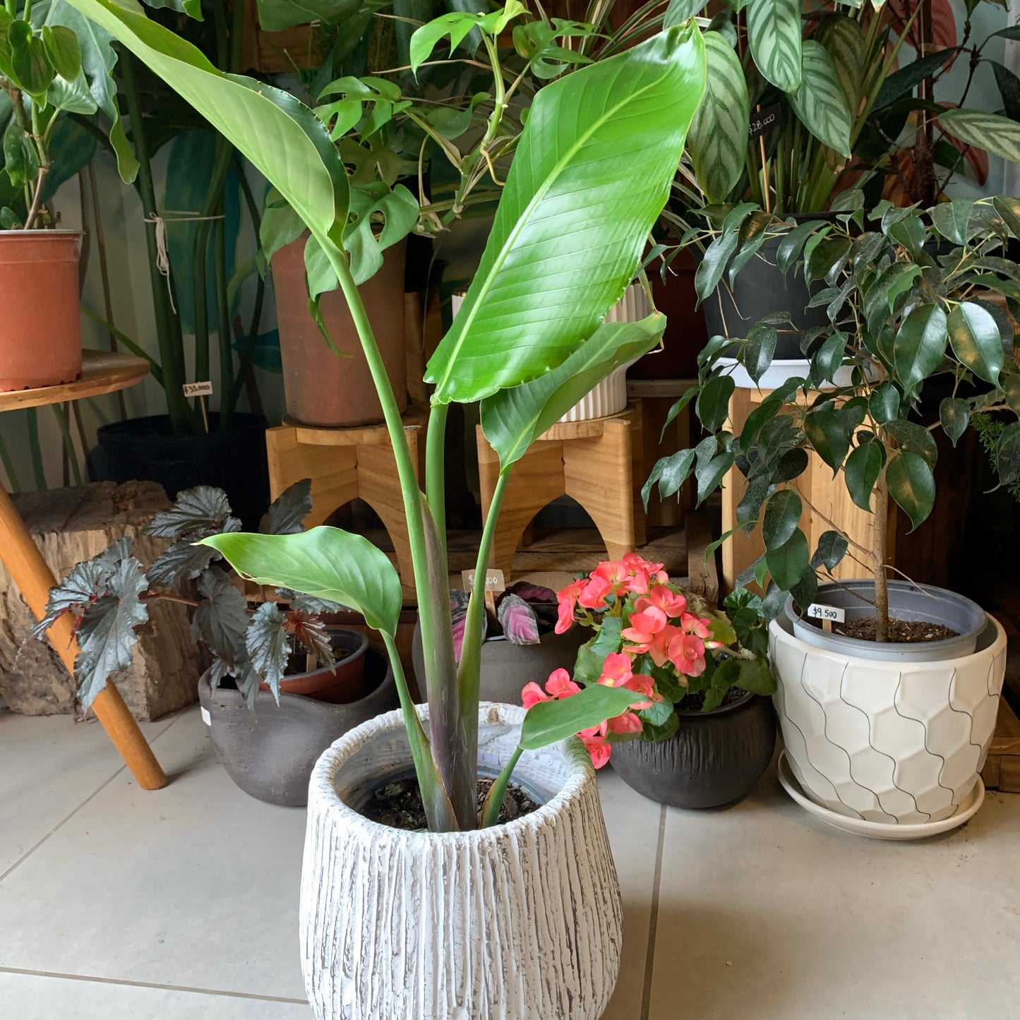 Strelitzia Nicolai L