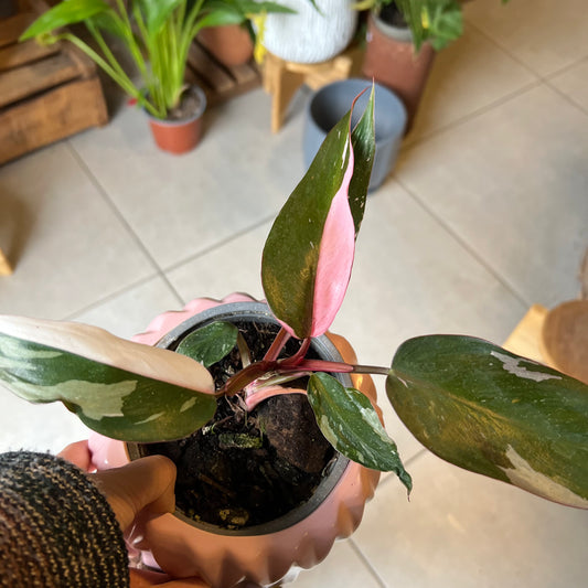 Filodendro Pink Princess