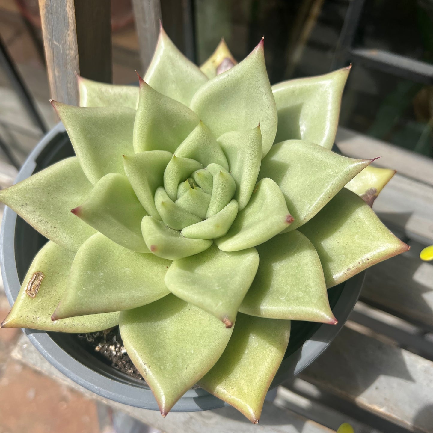 Echeveria Agavoides