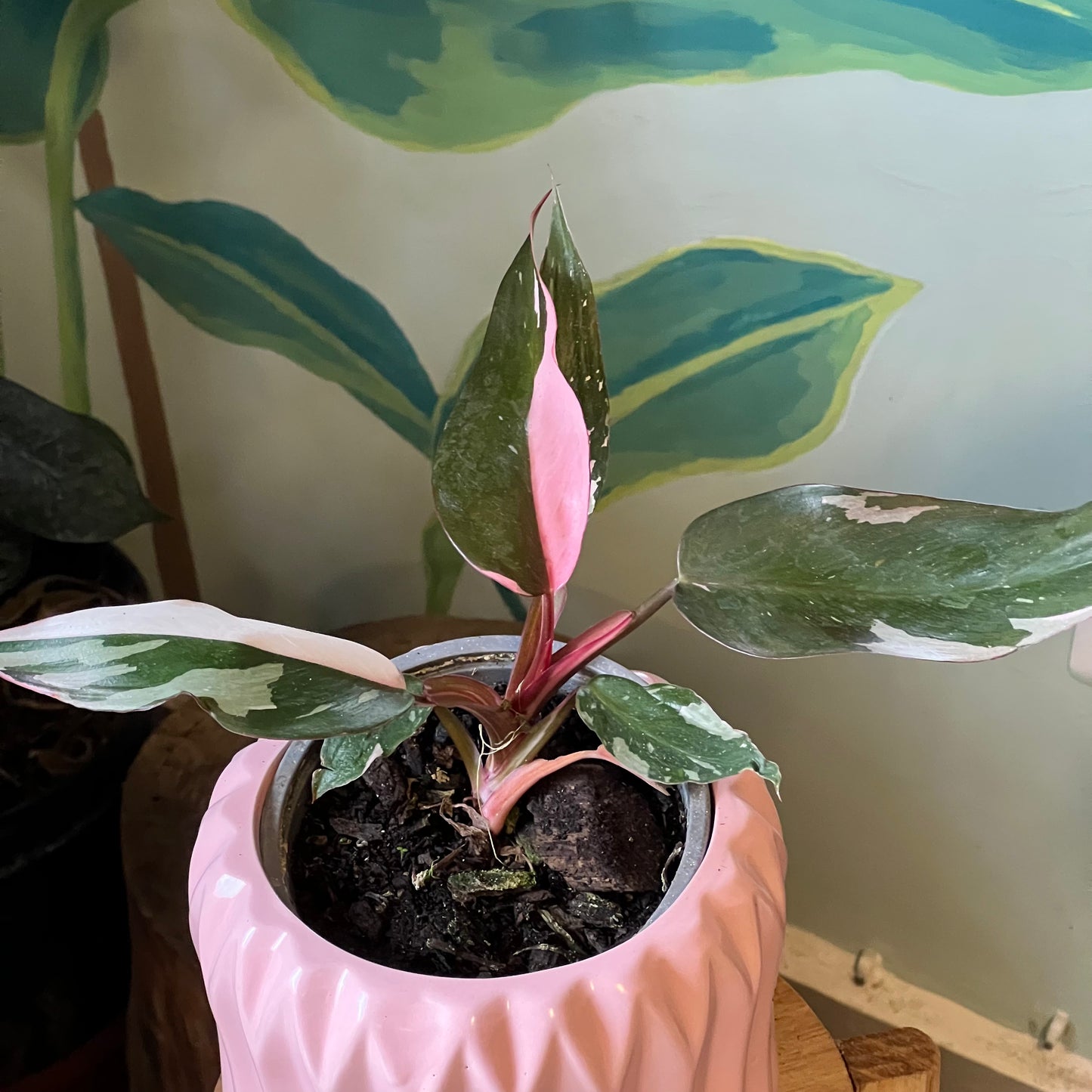 Filodendro Pink Princess