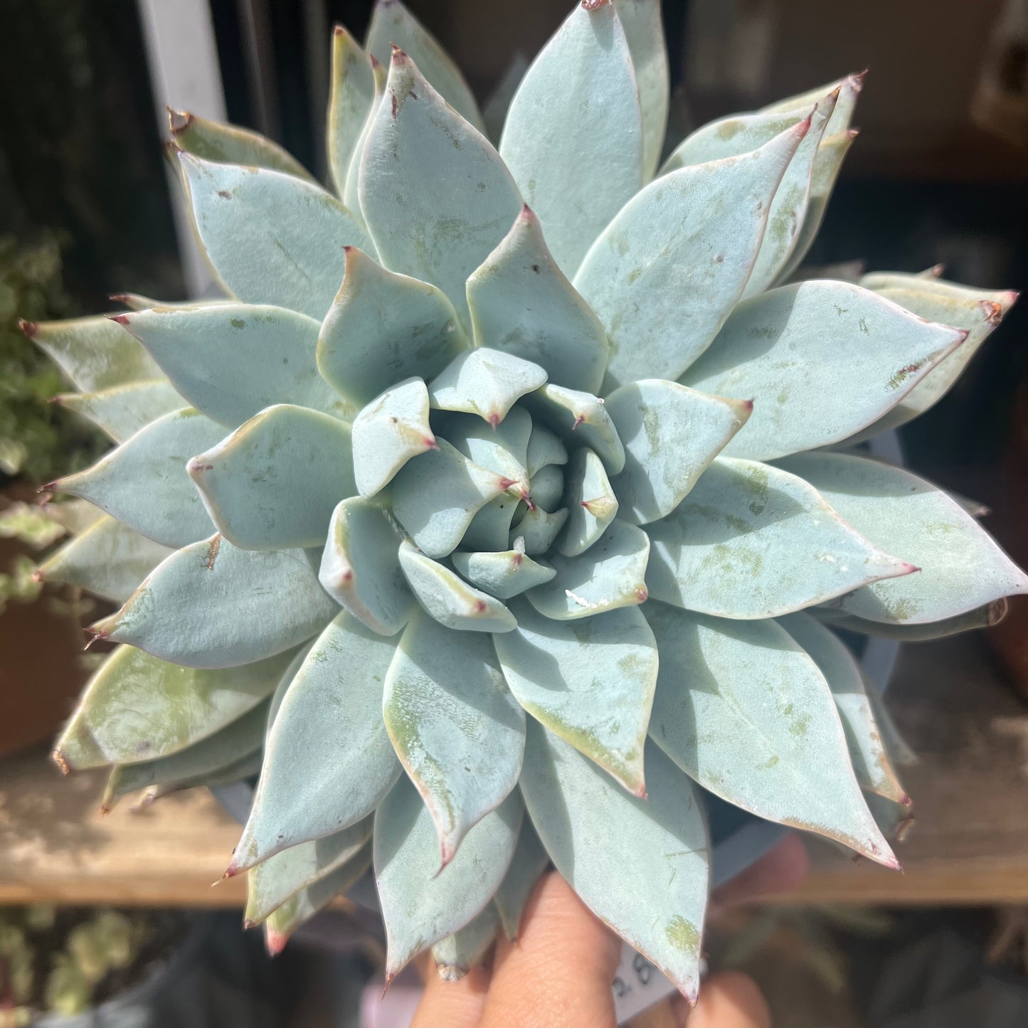 Echeveria Desmetiana