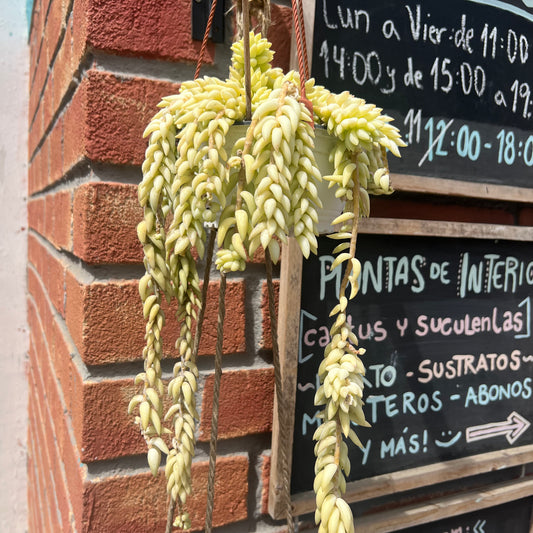 Suculenta Cola De Burro S