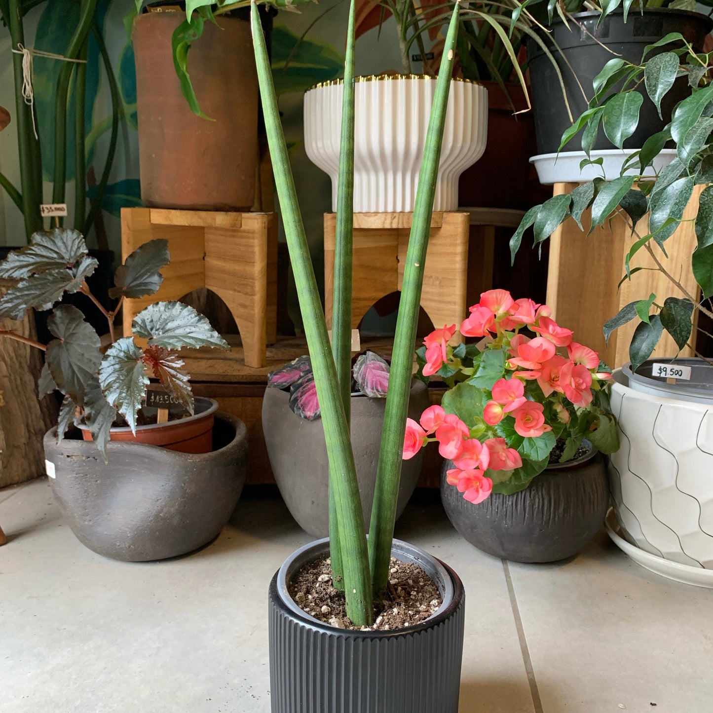 Sansevieria Cilindrica