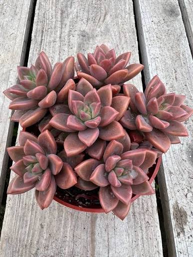 Graptosedum 'California Sunset'