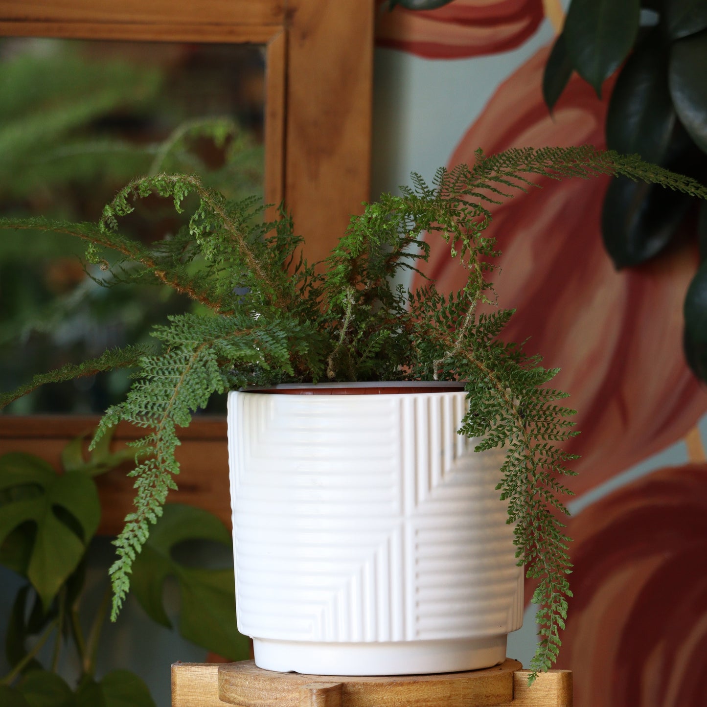 Helecho Polystichum S