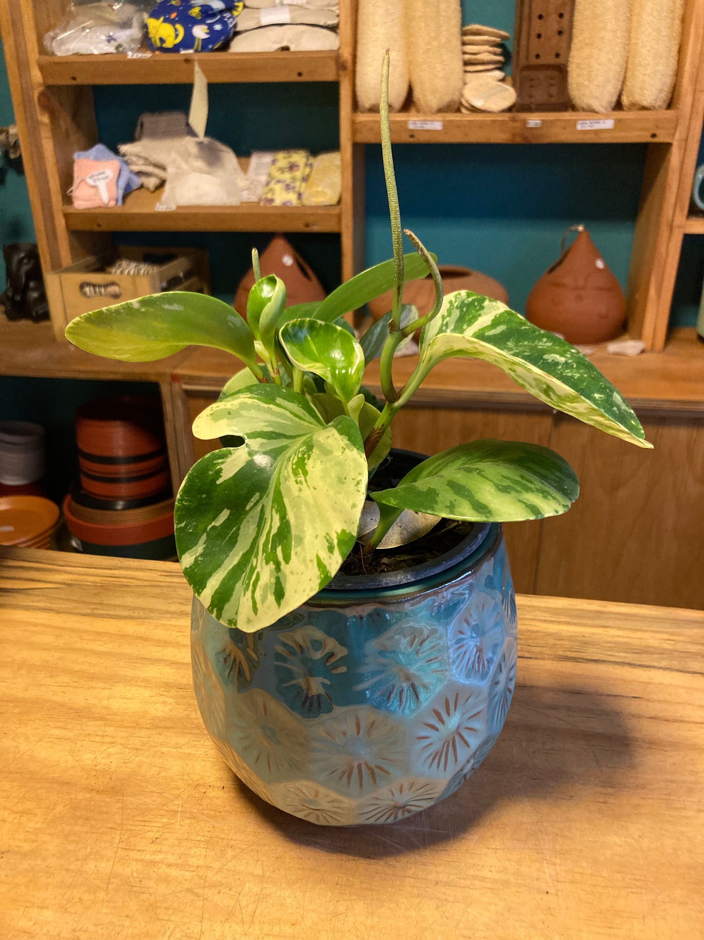 Peperomia Obtusifolia Variegada Jaspeada