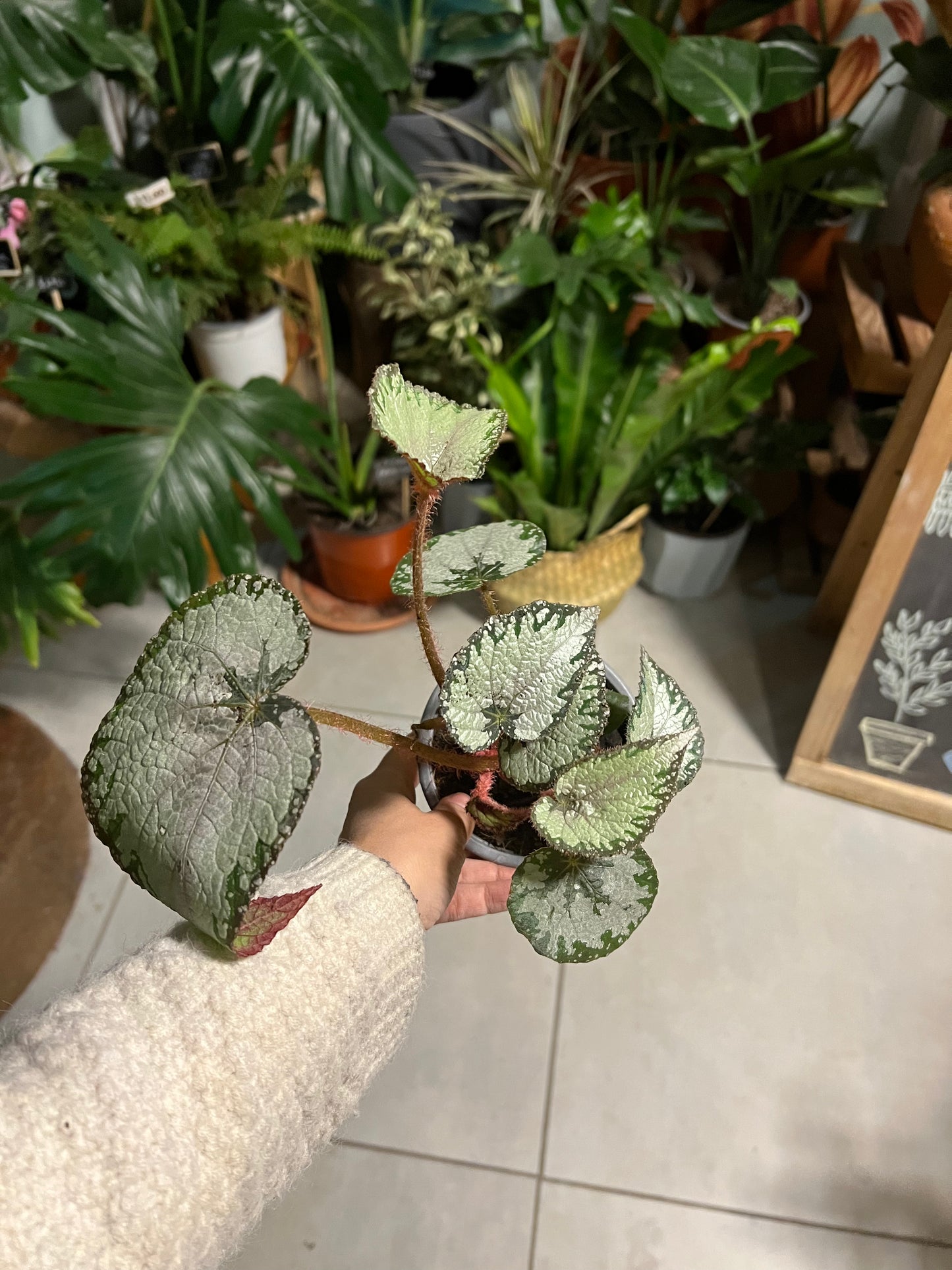 Begonia Rex