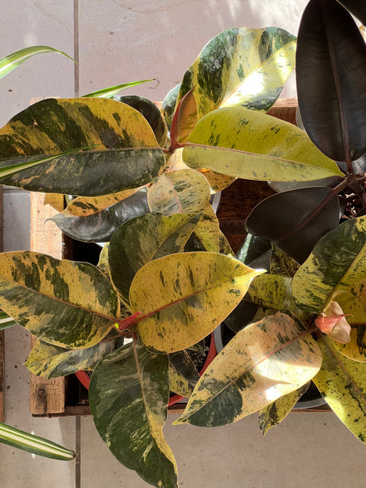 Gomero Ficus Shivereana