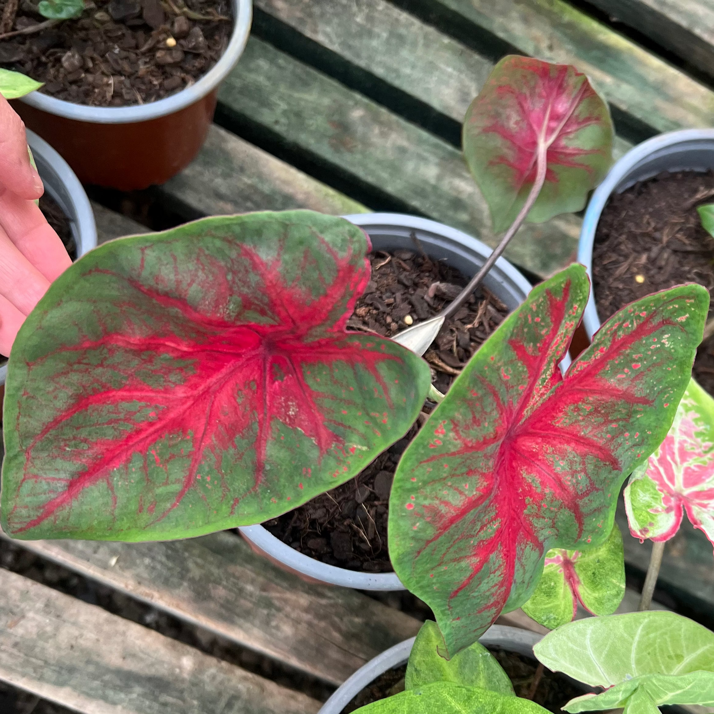 Caladium S