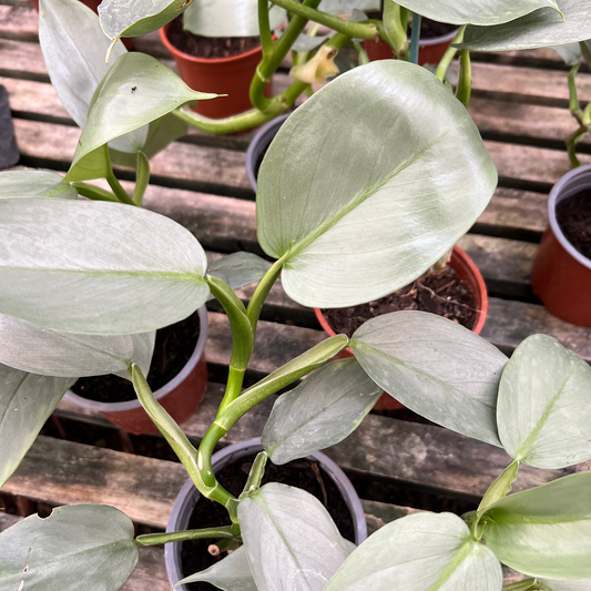 Filodendro Silver Sword