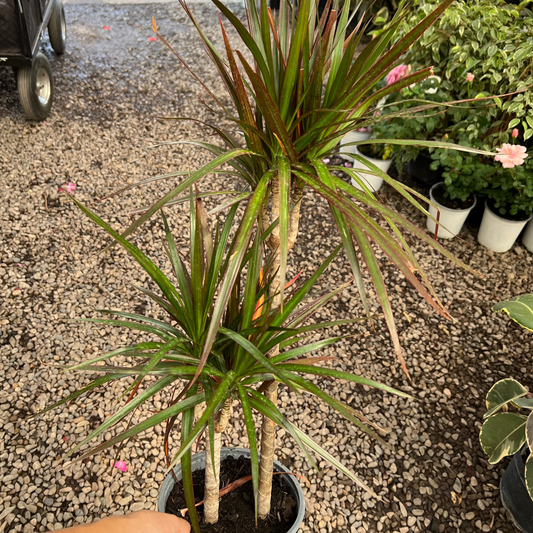 Dracena Colorama XL (Duo)