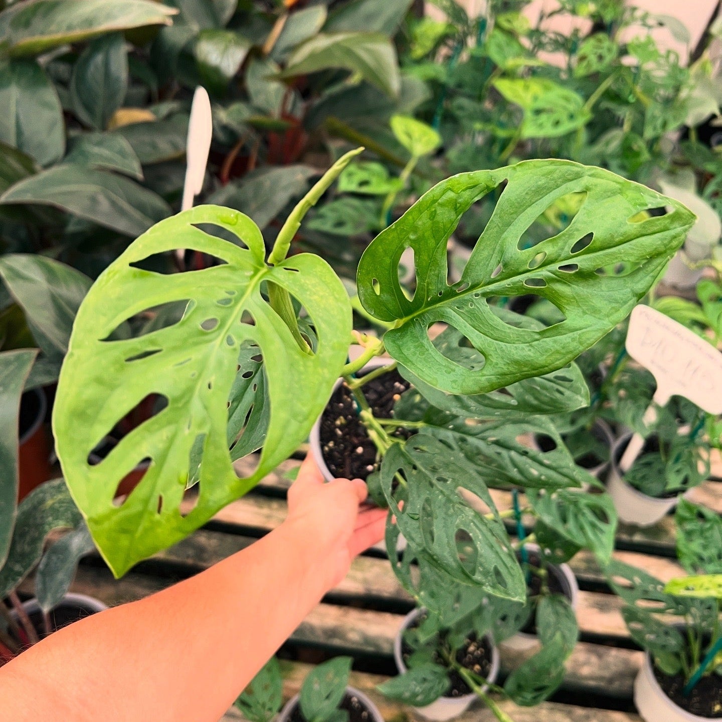 Monstera Adansonii Acuminata