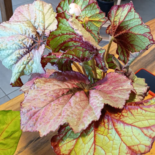 Begonia Rex