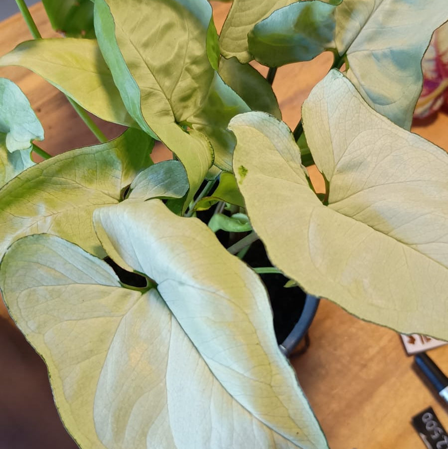 Singonio Snow White M