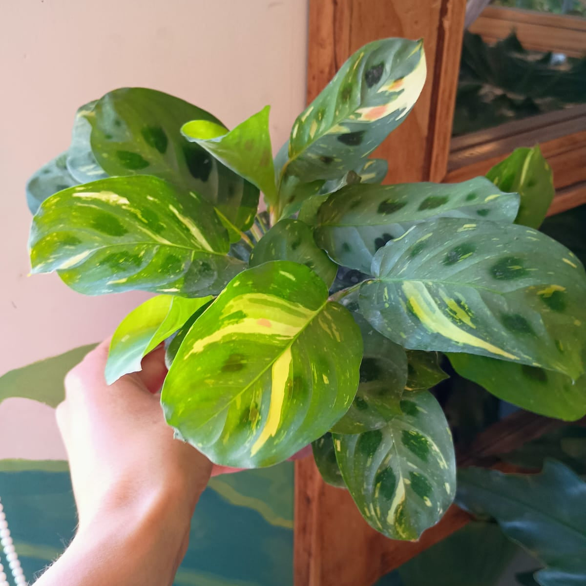 Maranta Kerchoveana Variegada S