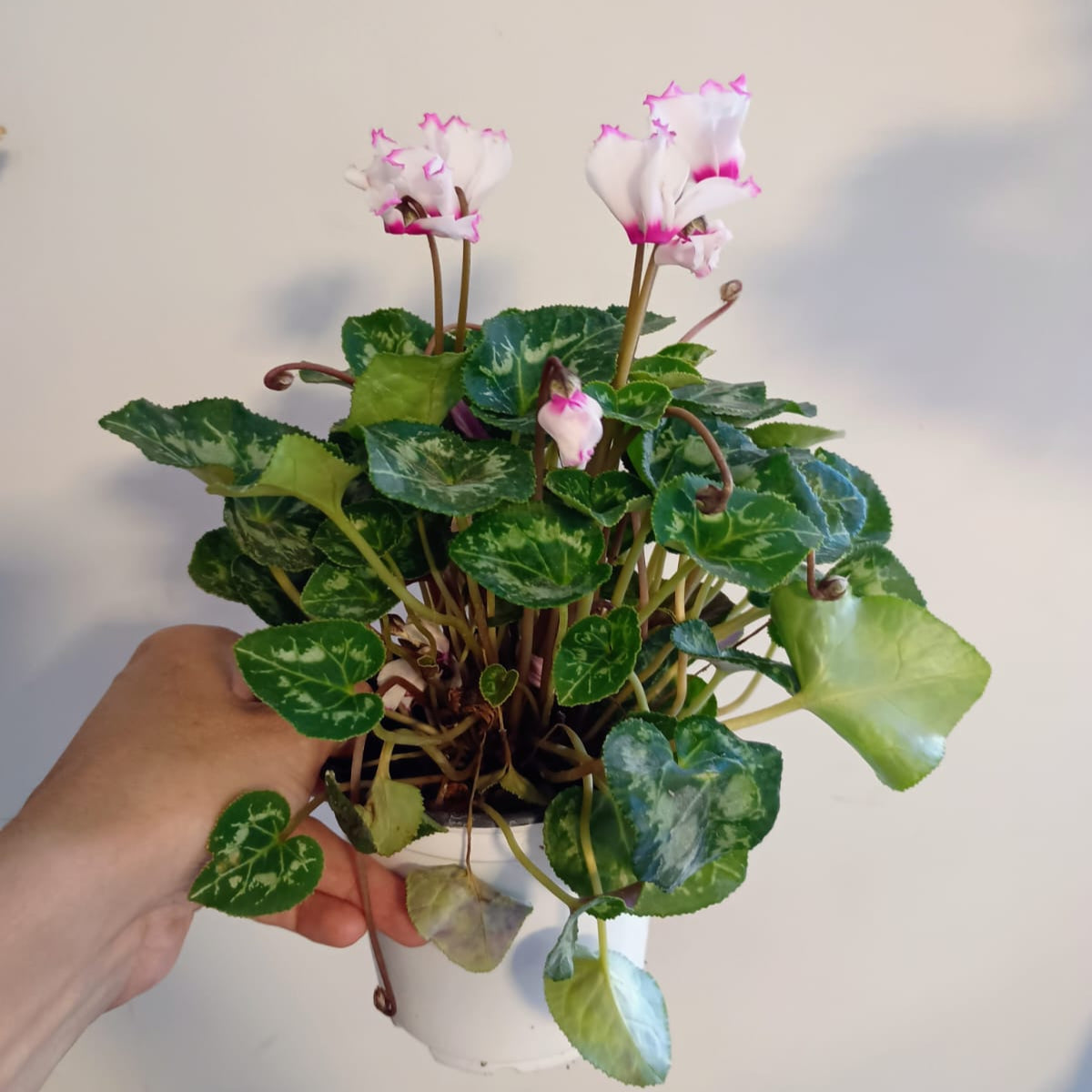 Cyclamen (Violeta Persa) S