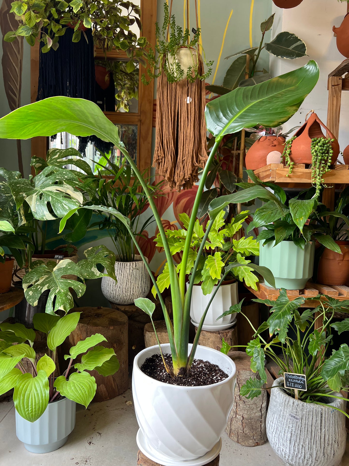 Strelitzia Nicolai + Macetero Cerámica