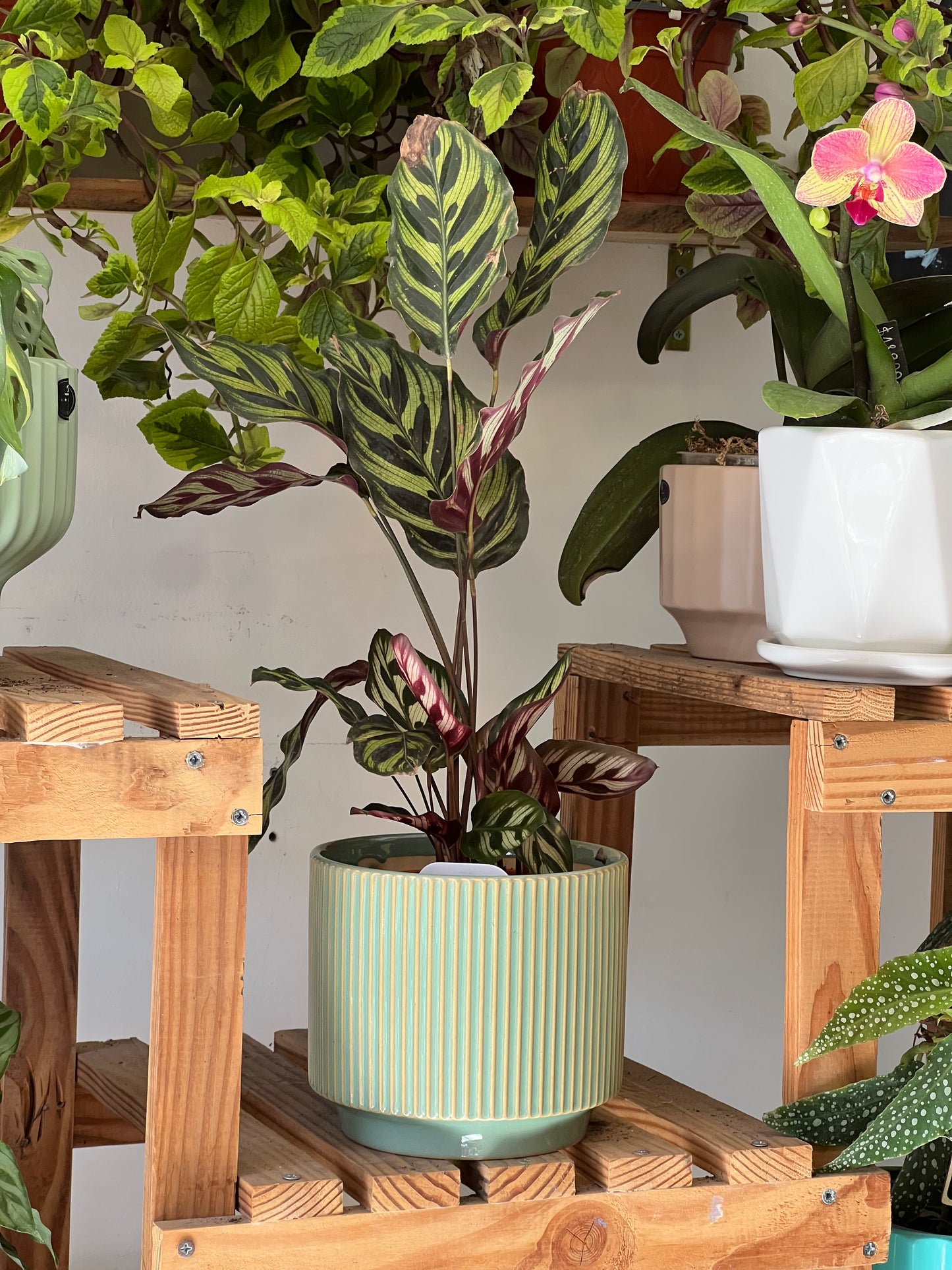 Calathea Makoyana