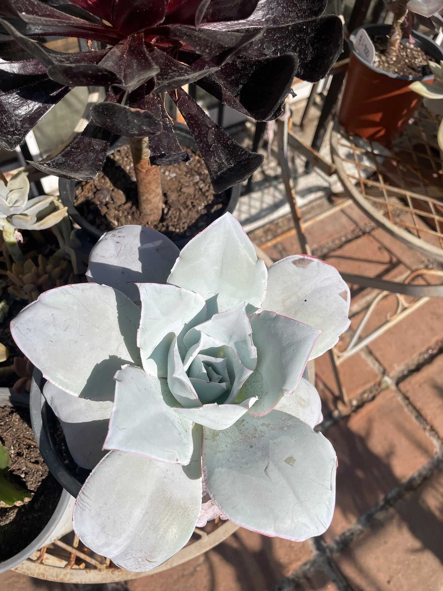 Echeveria Cante