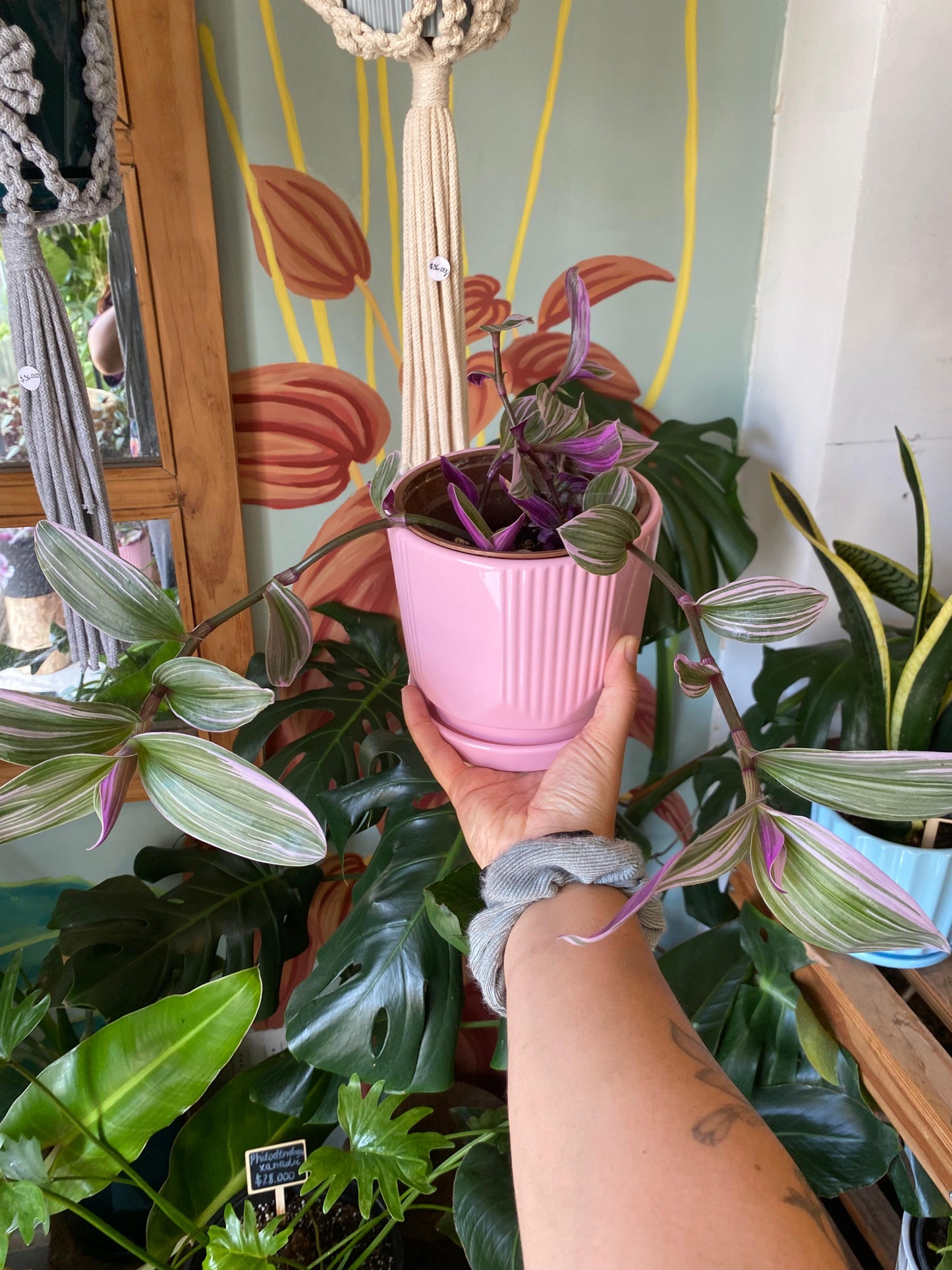 Tradescantia Nanouk