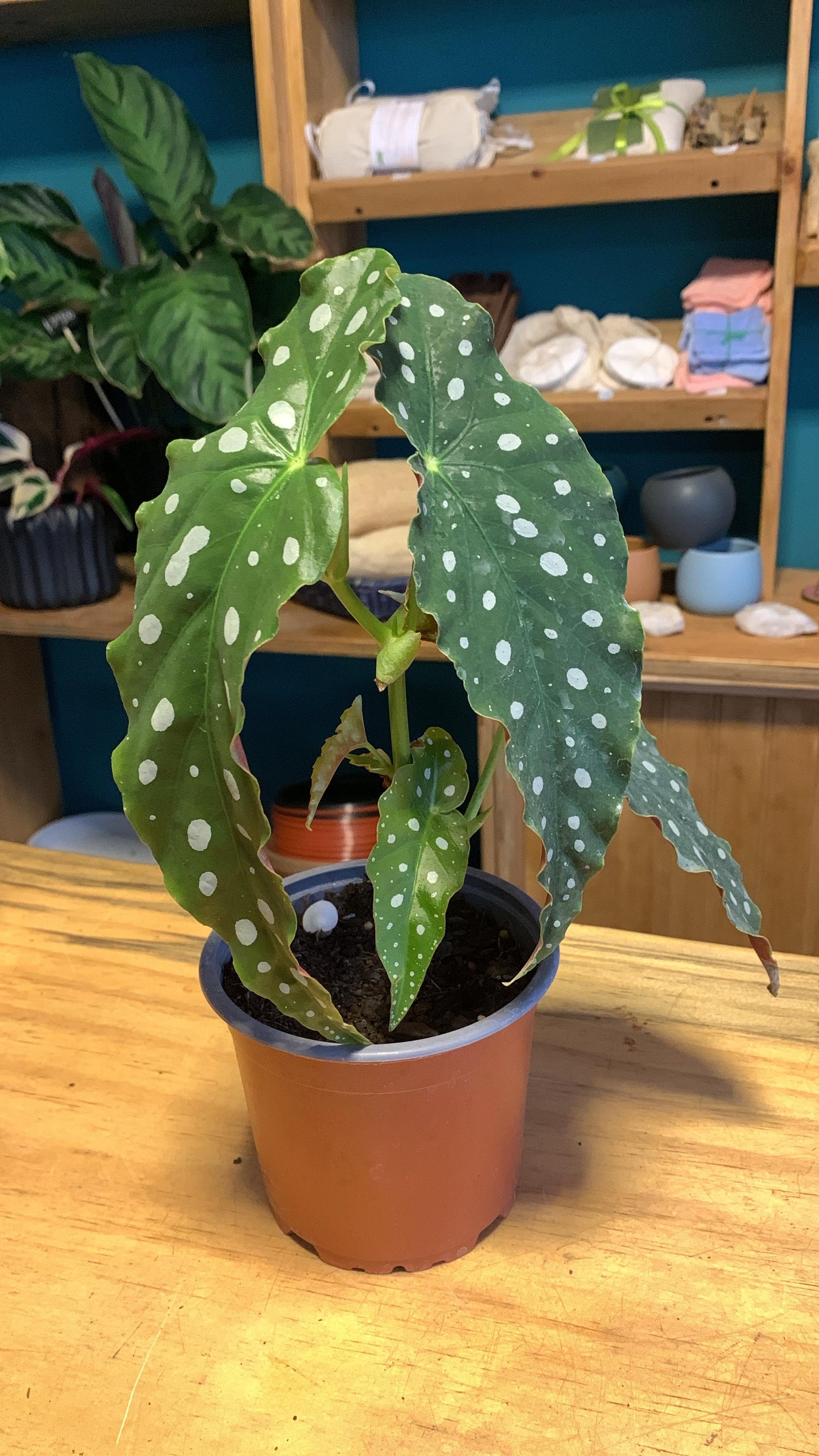 Begonia Maculata S