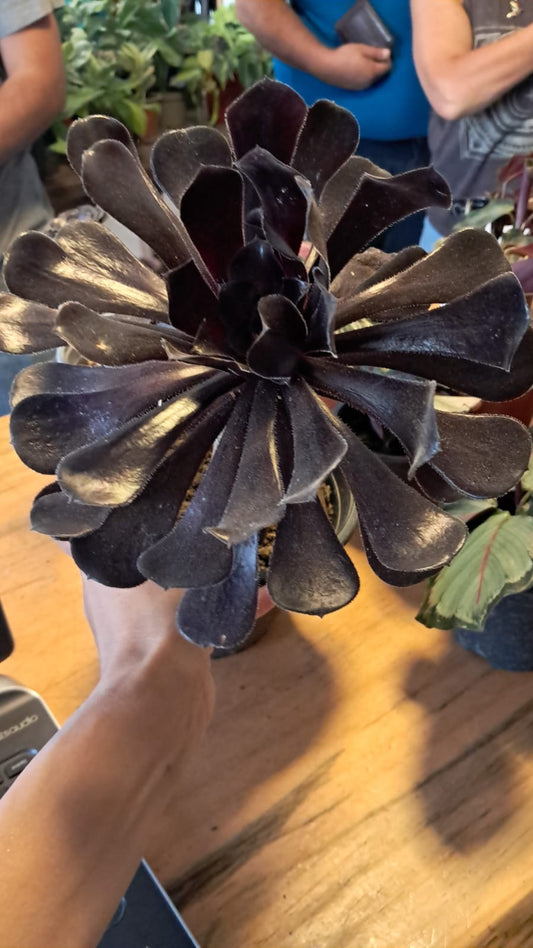 Aeonium Negra