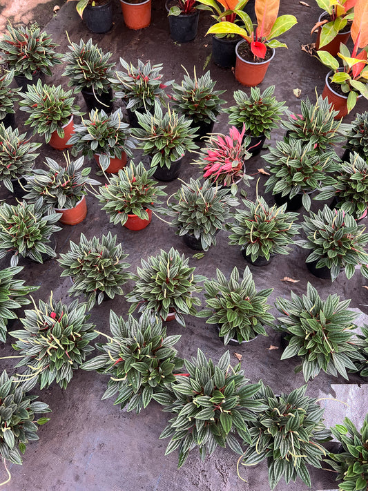 Peperomia caperata Rosso