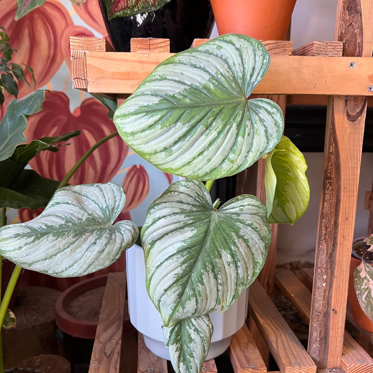 Filodendro Pastazanum Silver
