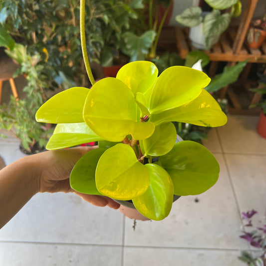 Peperomia Lemon Lime