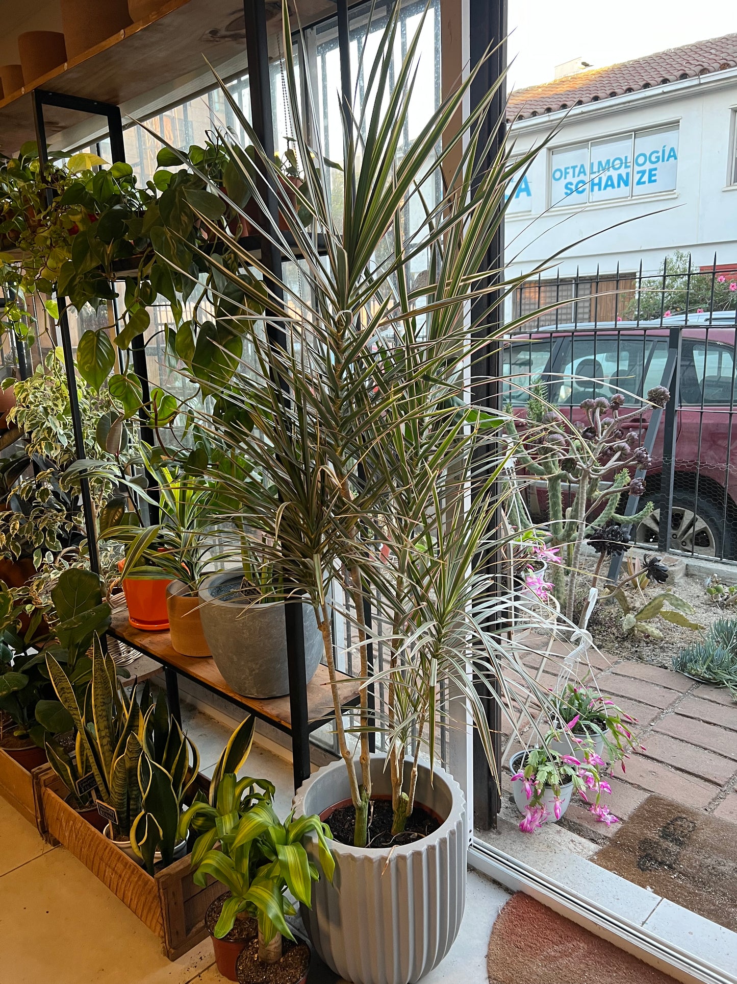Dracena Marginata Tricolor
