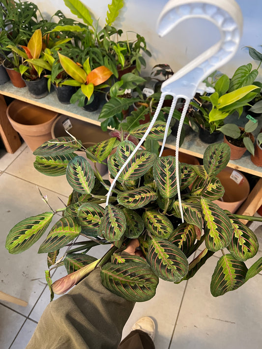 Maranta Leuconeura