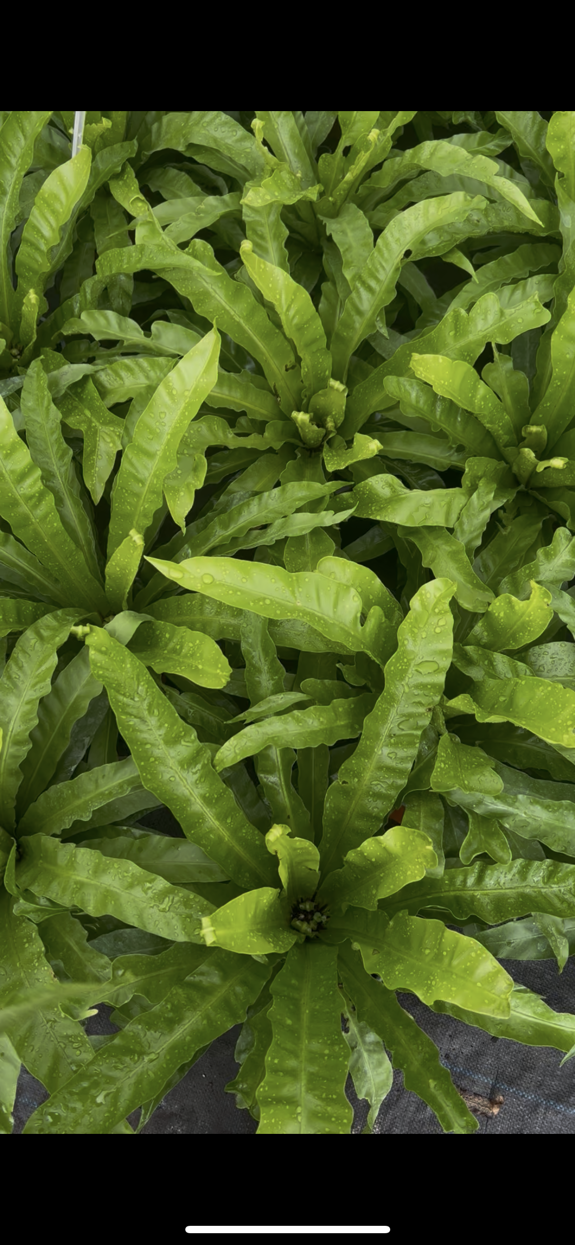 Helecho Asplenium (nido De Aguila)