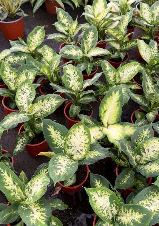 Dieffenbachia
