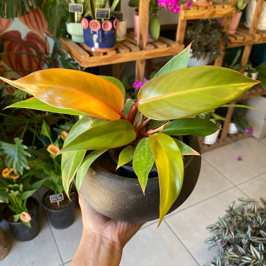 Filodendro Princes Orange