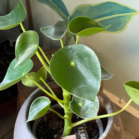 Peperomia Cucharita M