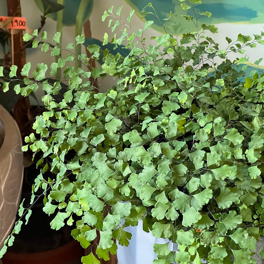 Helecho Adiantum (palito Negro)