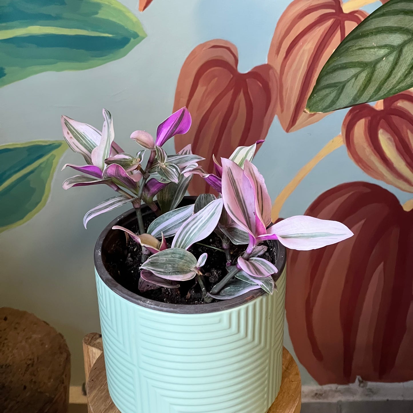 Tradescantia Nanouk