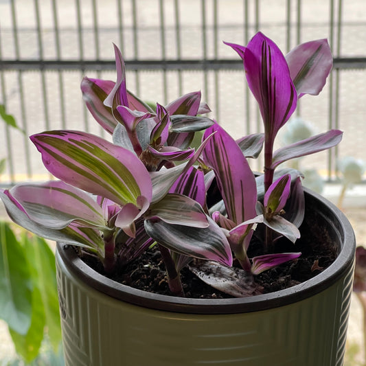 Tradescantia Nanouk