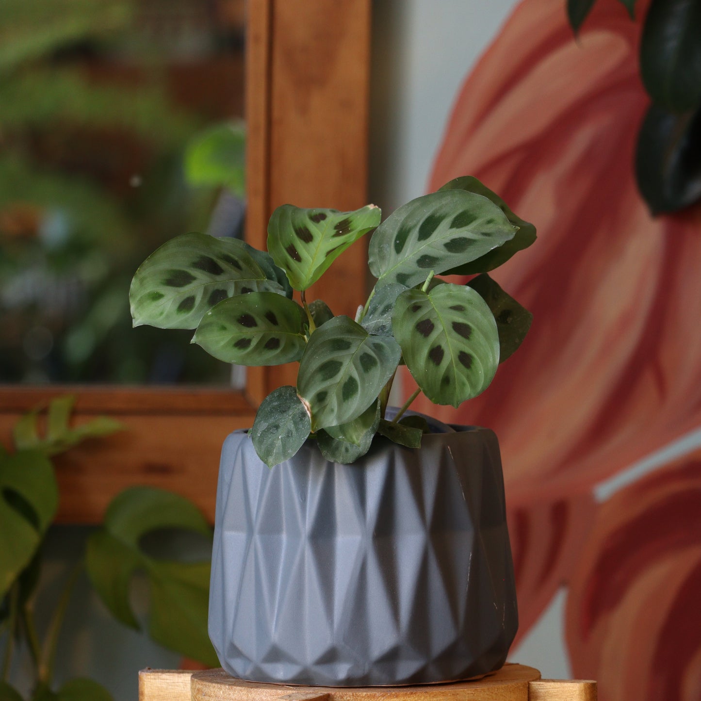 Maranta Kerchoveana S