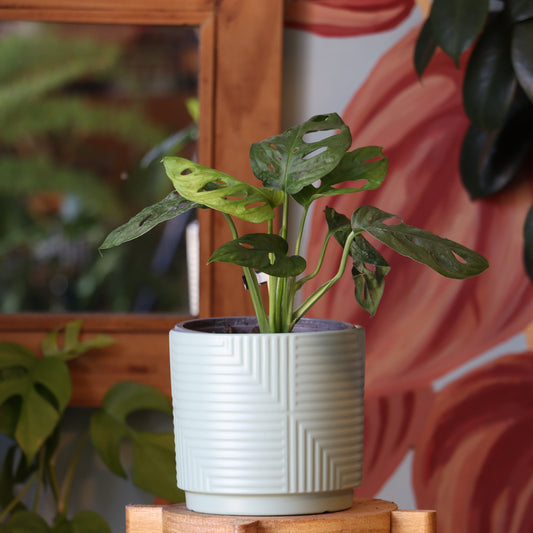 Monstera Adansonii Acuminata